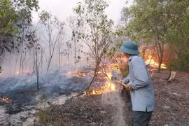Quảng Bình: Cháy lớn ở rừng phòng hộ ven biển