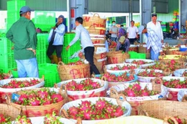Thanh long tăng giá sốc lên 45.000đ/kg