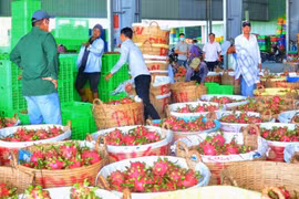Thanh long tăng giá sốc lên 45.000đ/kg