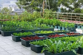 Giữ nước cho rau trồng tại nhà