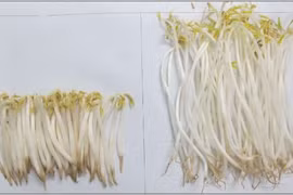 Cách chọn rau củ quả an toàn