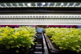 Sử dụng đèn LED trồng rau