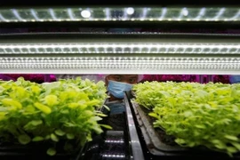 Sử dụng đèn LED trồng rau