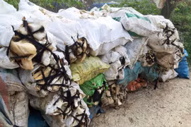 Hà Nội: Ô nhiễm kinh hoàng tại làng tập kết xương động vật