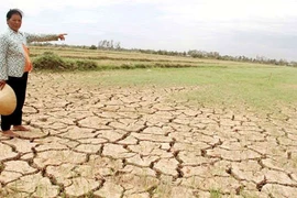 Diện tích đất nhiễm mặn ngày càng tăng