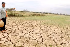 Diện tích đất nhiễm mặn ngày càng tăng