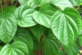 Trầu không - kháng sinh mạnh với các loại vi khuẩn