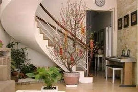 Không phải nhà nào cũng hợp với đào, mai, quất