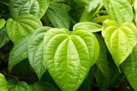 Kinh nghiệm dùng trầu không chữa bệnh