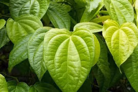 Kinh nghiệm dùng trầu không chữa bệnh