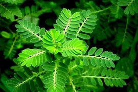 Bài thuốc hạ mỡ máu, phòng chữa béo phì