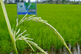 Hà Nội trồng khảo nghiệm thành công giống lúa ST25