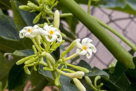 Thực phẩm cho người viêm amiđan