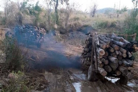 Vụ "lâm tặc chúa" nuôi "lâm tặc con": "Hết nạc vạc tới xương"!