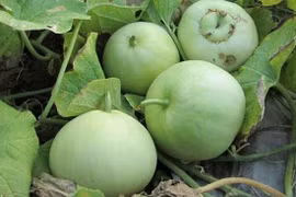 Khó bơm chất tạo ngọt vào quả