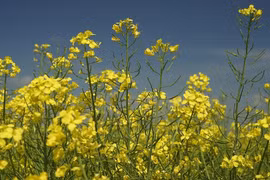 Xi măng thực vật chịu axit tốt hơn