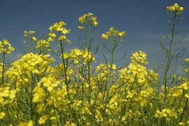 Xi măng thực vật chịu axit tốt hơn