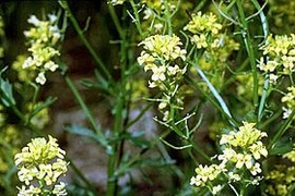 Rau họ hoa thập tự phòng chữa ung thư