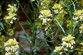 Rau họ hoa thập tự phòng chữa ung thư