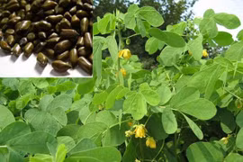 Hạt muồng chữa chứng mất ngủ