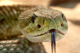 Phát hiện mới: Mắc COVID-19 thể nặng giống bị rắn độc cắn