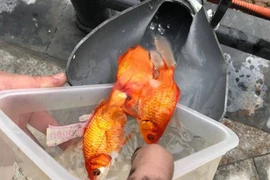 Hà Nội: Cá chép "đi cầu trượt" lên chầu Trời