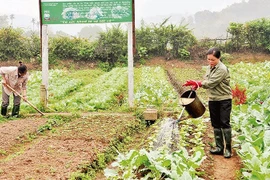 Lạng Sơn hỗ trợ phát triển kinh tế tập thể, hợp tác xã giai đoạn 2021 – 2025