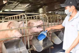 Năm 2021, các công ty chăn nuôi và nông dân trong nước dự kiến bị lỗ cao hơn 10 lần khoản lỗ của Hãng hàng không Quốc gia Việt Nam (Vietnam Airlines) công bố vừa qua.