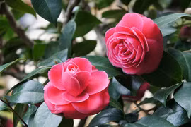 Cách giâm cành hoa trà