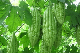 Dưỡng phế khí trong mùa hạ