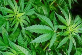 Lời khai của doanh nhân trồng 115 cây cần sa ở bãi sông Hồng