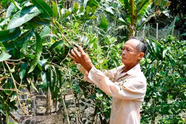 Đến năm 2030, 17% dân số là người cao tuổi