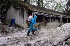 Dịch tả lợn châu Phi bùng phát tại Hòa Bình và Điện Biên