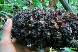 Săn sa nhân quả nơi tiếp giao trời đất