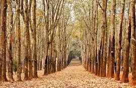 Hệ sinh thái rừng cao su rất nghèo