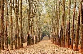Hệ sinh thái rừng cao su rất nghèo