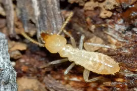 Đừng chủ quan khi xung quanh có mối