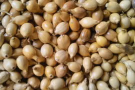 Món ăn bài thuốc từ hạt ý dĩ