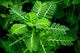 Vực dậy chức năng thận ở bệnh nhân thận đa nang