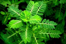 Vực dậy chức năng thận ở bệnh nhân thận đa nang