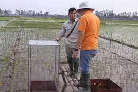 Công nghệ tăng năng suất lúa