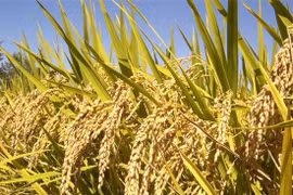  Lai tạo giống lúa mới từ lúa cổ truyền