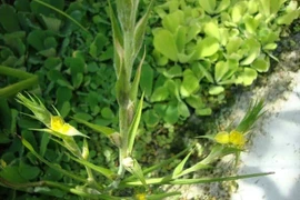 Cỏ đuôi lươn chữa bệnh ngoài da