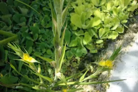 Cỏ đuôi lươn chữa bệnh ngoài da