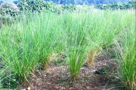 Cỏ hương bài chống xói mòn