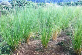 Cỏ hương bài chống xói mòn