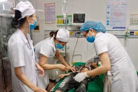 16 học sinh nhập viện vì bị ong trong sân trường tấn công