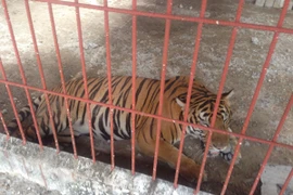 Thu hồi giấy phép khu du lịch có hổ cắn đứt lìa 2 tay nhân viên