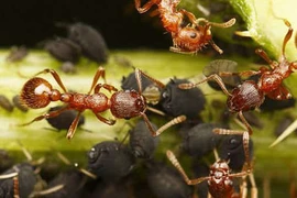 Kiến có khả năng sinh tồn cao