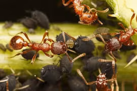 Kiến có khả năng sinh tồn cao